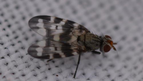Otites sp.